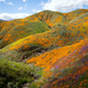 Image for article titled California’s colorful super blooms, in pictures